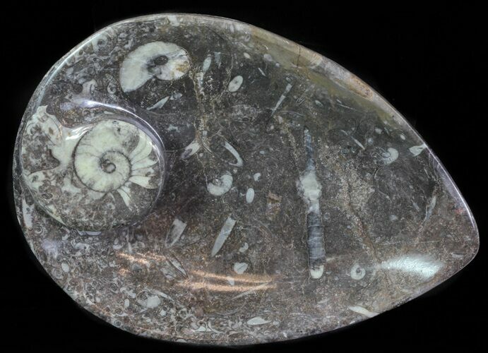Fossil Orthoceras & Goniatite Plate - Stoneware #62471